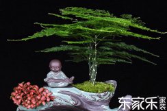 這些綠植超長待機(jī)改善室內(nèi)空氣質(zhì)量妥妥的!